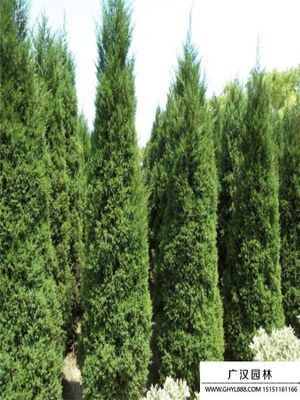 圓柏樹(shù)基地 綠色產(chǎn)業(yè)的專(zhuān)業(yè)化樹(shù)木種植與經(jīng)營(yíng)