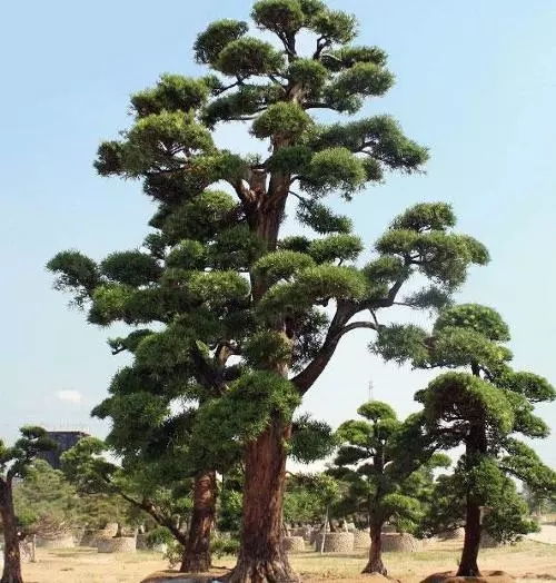這10種高端苗木品種，你家苗圃種了嗎？