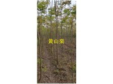 九江市林木種苗中心 打造綠色生態(tài)，引領(lǐng)優(yōu)質(zhì)樹(shù)木種植新篇章