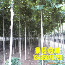 苗木與種相關產(chǎn)品批發(fā) 開啟樹木種植新篇章