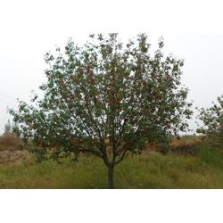 邳州市石博苗木種植專業(yè)合作社 專業(yè)樹木種植，助力生態(tài)建設與綠化發(fā)展