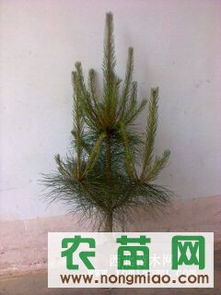 供應各種規(guī)格營養(yǎng)缽油松（30-120cm）——西裕村苗木基地，農(nóng)苗網(wǎng)專業(yè)推薦