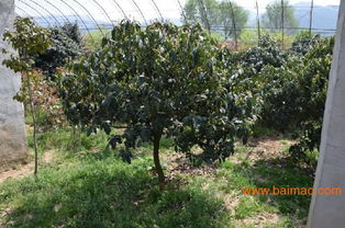 青島綠化苗木供應(yīng)專(zhuān)家 先森花卉——打造城市綠化的首選伙伴