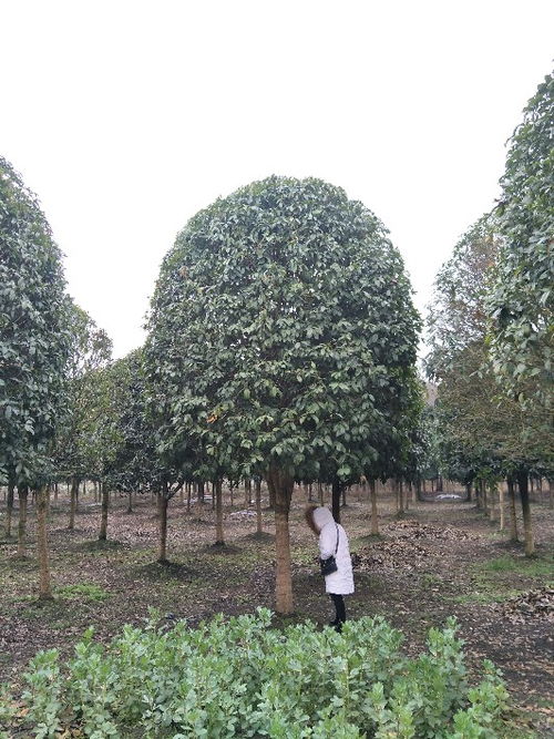 貴州八月桂苗木種植基地 批發(fā)價(jià)直銷(xiāo)，打造芬芳園林