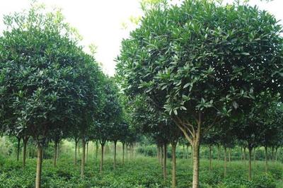 高價(jià)值樹(shù)木種植指南 選擇、策略與市場(chǎng)前景