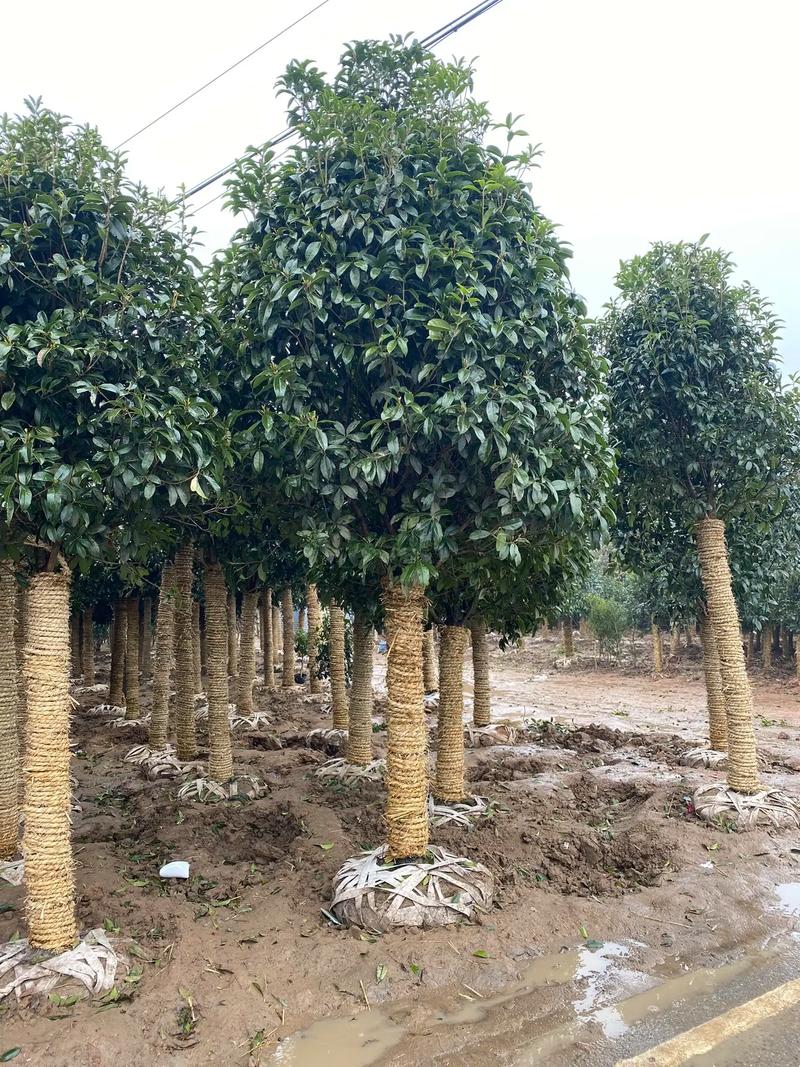 庭院添雅韻 如何選擇與種植不同規(guī)格的桂花樹(shù)