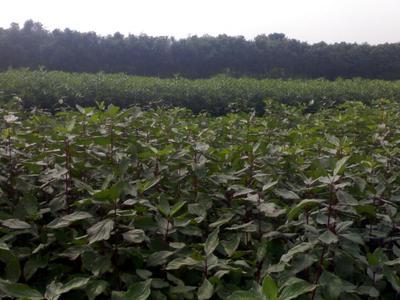 如皋市德華草坪苗木園藝公司 專(zhuān)業(yè)打造高品質(zhì)綠化苗木與草坪