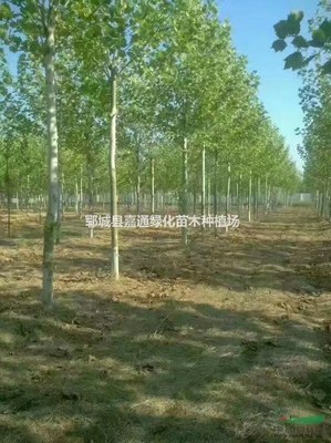 鄆城縣嘉通綠化苗木種植場(chǎng) 打造綠色生態(tài)，推動(dòng)樹(shù)木種植產(chǎn)業(yè)化發(fā)展