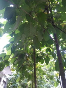 探尋廠區(qū)綠化樹(shù)木 識(shí)別、種苗來(lái)源與種植指南