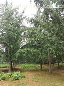 邳州市盛緣銀杏苗木種植專(zhuān)業(yè)合作社 熱賣(mài)促銷(xiāo)，優(yōu)質(zhì)銀杏苗木價(jià)格、廠家與供應(yīng)商全方位解析