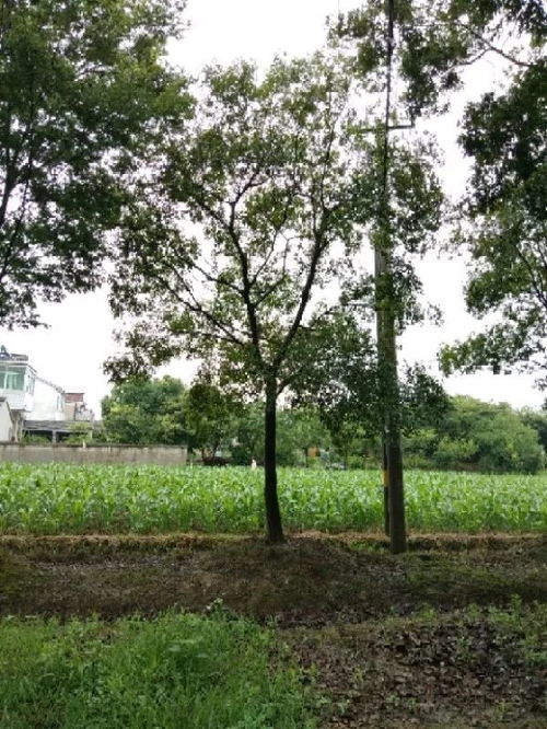 恭喜星創(chuàng)苗木種植園入駐苗木通 江蘇劉星，值得您信賴(lài)的樹(shù)木種植合作伙伴