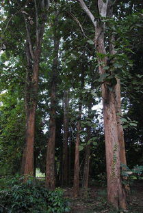 皂莢樹(shù) 扎根鄉(xiāng)土的“霸氣”衛(wèi)士