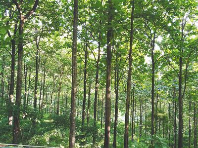 海南林木種質(zhì)亮家底 資源盤(pán)點(diǎn)與樹(shù)木種植發(fā)展策略