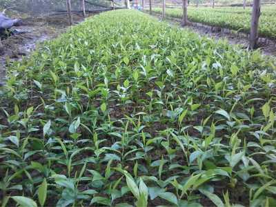 桂花樹(shù) 芬芳四季的園林瑰寶與種植指南