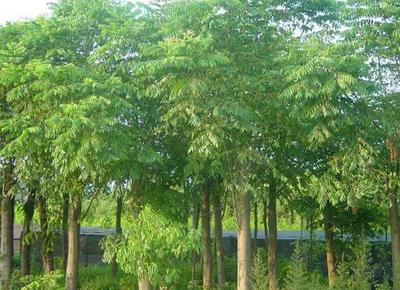 河南欒樹(shù)形態(tài)特征介紹